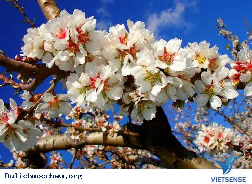 Đường Hoa Hạnh Nhân Lãng Mạn Trên Đảo Ibiza - Ảnh 2