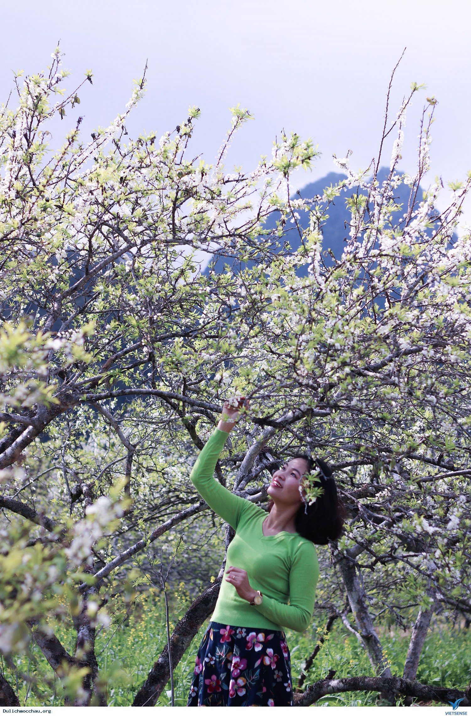 Hình Ảnh Đoàn chương trình Mộc Châu Mùa Hoa Đào - Hoa Mận Ngày 27 - 28/1/2018 - Ảnh 11