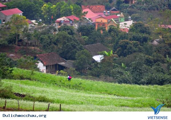 Hình Ảnh Hoa Cải Chớm Nở Trên Cao Nguyên Mộc Châu - Ảnh 1