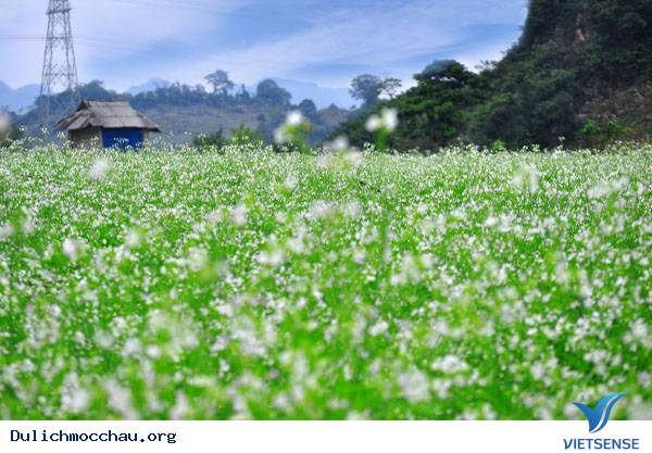 Hình Ảnh Hoa Cải Chớm Nở Trên Cao Nguyên Mộc Châu - Ảnh 6