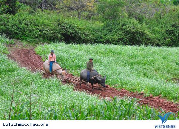 Hình Ảnh Hoa Cải Chớm Nở Trên Cao Nguyên Mộc Châu - Ảnh 2