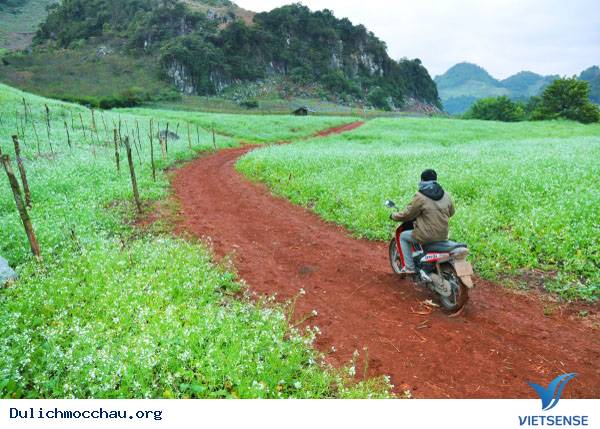 Hình Ảnh Hoa Cải Chớm Nở Trên Cao Nguyên Mộc Châu - Ảnh 10