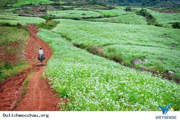 Hình Ảnh Hoa Cải Chớm Nở Trên Cao Nguyên Mộc Châu - Ảnh 8