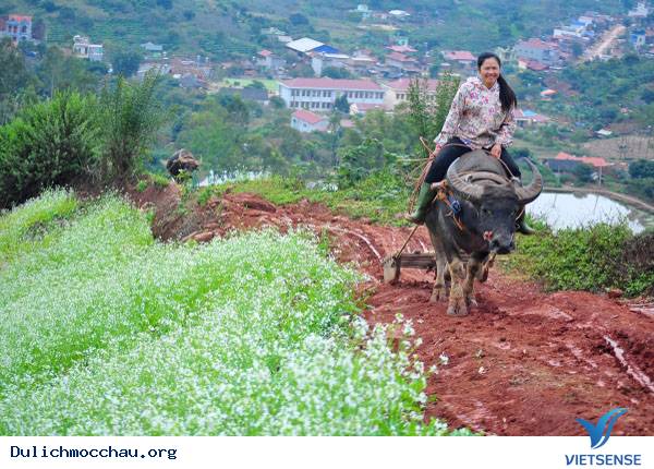 Hình Ảnh Hoa Cải Chớm Nở Trên Cao Nguyên Mộc Châu - Ảnh 3
