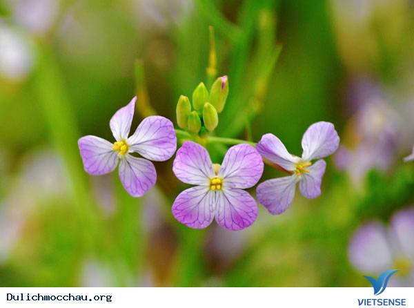 Hình Ảnh Hoa Cải Chớm Nở Trên Cao Nguyên Mộc Châu - Ảnh 11