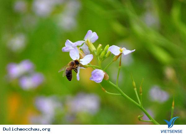 Hình Ảnh Hoa Cải Chớm Nở Trên Cao Nguyên Mộc Châu - Ảnh 5