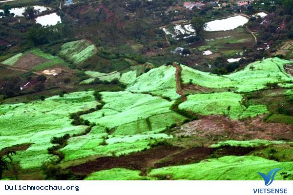 Hình Ảnh Hoa Cải Chớm Nở Trên Cao Nguyên Mộc Châu - Ảnh 9