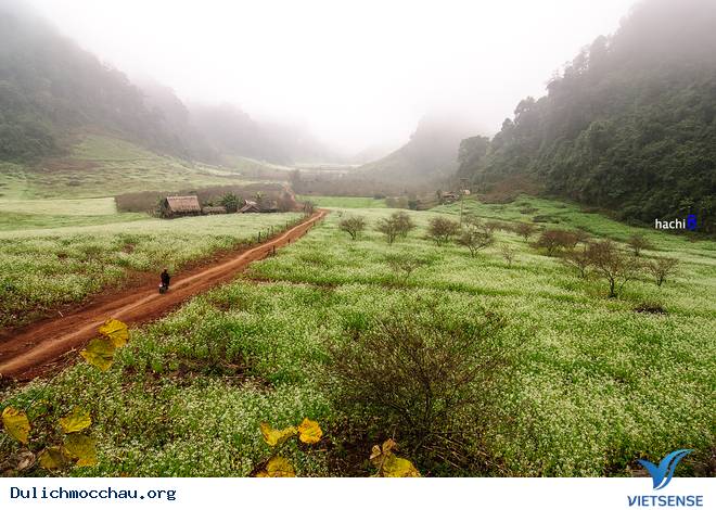 Hình Ảnh Hoa Cải Phủ Trắng Cao Nguyên Mộc Châu - Ảnh 9 Hình Ảnh Hoa Cải Phủ Trắng Cao Nguyên Mộc Châu - Ảnh 9