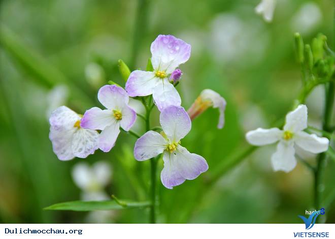 Hình Ảnh Hoa Cải Phủ Trắng Cao Nguyên Mộc Châu - Ảnh 5 Hình Ảnh Hoa Cải Phủ Trắng Cao Nguyên Mộc Châu - Ảnh 5