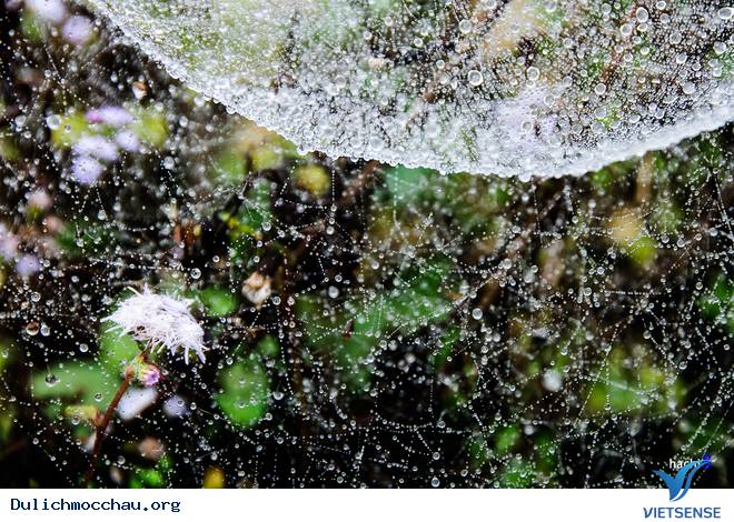 Hình Ảnh Hoa Cải Phủ Trắng Cao Nguyên Mộc Châu - Ảnh 8 Hình Ảnh Hoa Cải Phủ Trắng Cao Nguyên Mộc Châu - Ảnh 8