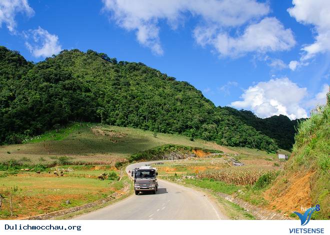 Hình Ảnh Hoa Cải Phủ Trắng Cao Nguyên Mộc Châu - Ảnh 1 Hình Ảnh Hoa Cải Phủ Trắng Cao Nguyên Mộc Châu - Ảnh 1