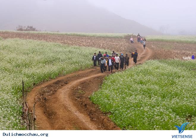 Hình Ảnh Hoa Cải Phủ Trắng Cao Nguyên Mộc Châu - Ảnh 2 Hình Ảnh Hoa Cải Phủ Trắng Cao Nguyên Mộc Châu - Ảnh 2