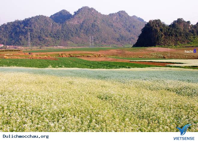 Hình Ảnh Hoa Cải Phủ Trắng Cao Nguyên Mộc Châu - Ảnh 3 Hình Ảnh Hoa Cải Phủ Trắng Cao Nguyên Mộc Châu - Ảnh 3