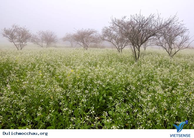 Hình Ảnh Hoa Cải Phủ Trắng Cao Nguyên Mộc Châu - Ảnh 6 Hình Ảnh Hoa Cải Phủ Trắng Cao Nguyên Mộc Châu - Ảnh 6