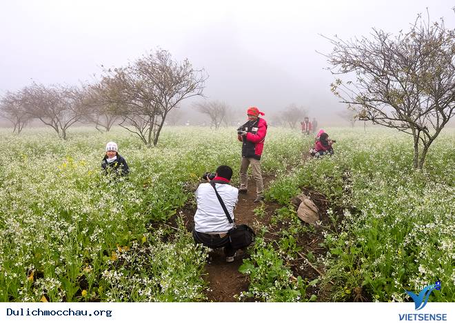 Hình Ảnh Hoa Cải Phủ Trắng Cao Nguyên Mộc Châu - Ảnh 7 Hình Ảnh Hoa Cải Phủ Trắng Cao Nguyên Mộc Châu - Ảnh 7