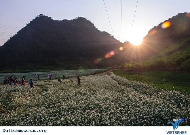 Hình Ảnh Hoa Cải Phủ Trắng Cao Nguyên Mộc Châu - Ảnh 10 Hình Ảnh Hoa Cải Phủ Trắng Cao Nguyên Mộc Châu - Ảnh 10