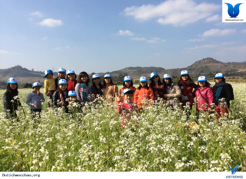 Hình Ảnh Mộc Châu Mùa Hoa Cải Trắng - Ảnh 2 Hình Ảnh Mộc Châu Mùa Hoa Cải Trắng - Ảnh 2