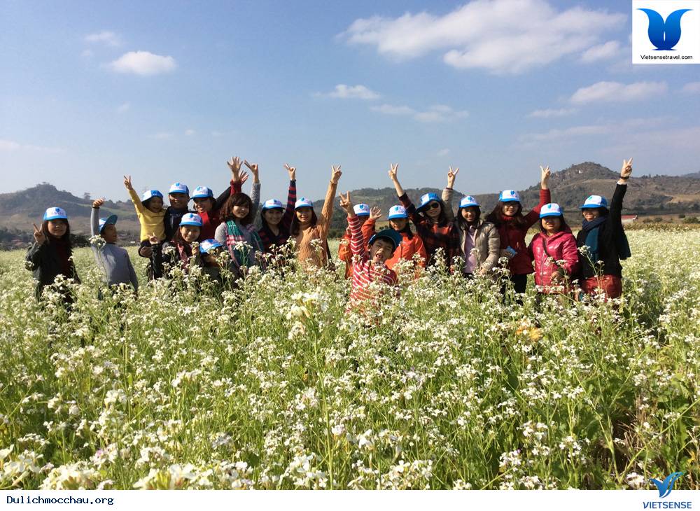 Hình Ảnh Mộc Châu Mùa Hoa Cải Trắng - Ảnh 1 Hình Ảnh Mộc Châu Mùa Hoa Cải Trắng - Ảnh 1