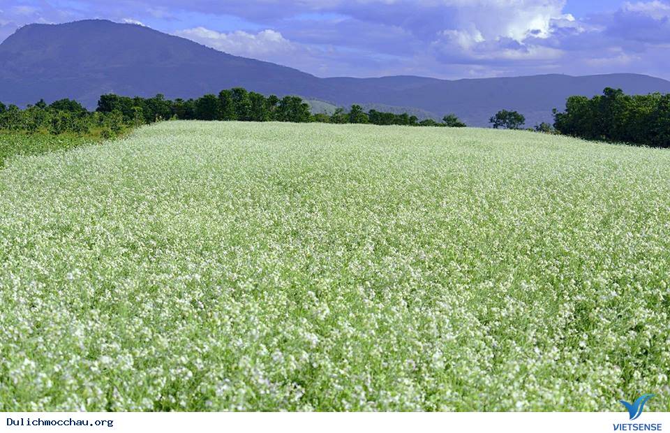 Hoa cải Mộc Châu 2018 nở muộn hứa hẹn bùng nổ hành trình tháng 12 - Ảnh 1
