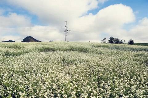 Hoa Cỏ Nở Trắng Cao Nguyên Mộc Châu - Ảnh 2
