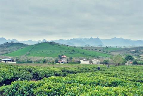 Hoa Cỏ Nở Trắng Cao Nguyên Mộc Châu - Ảnh 9