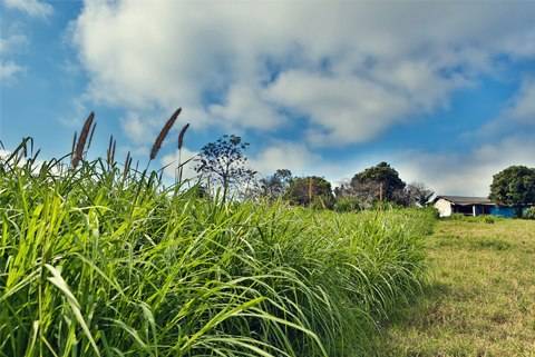 Hoa Cỏ Nở Trắng Cao Nguyên Mộc Châu - Ảnh 6