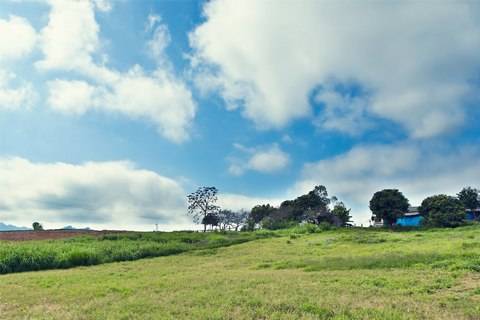 Hoa Cỏ Nở Trắng Cao Nguyên Mộc Châu - Ảnh 8