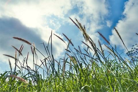 Hoa Cỏ Nở Trắng Cao Nguyên Mộc Châu - Ảnh 5