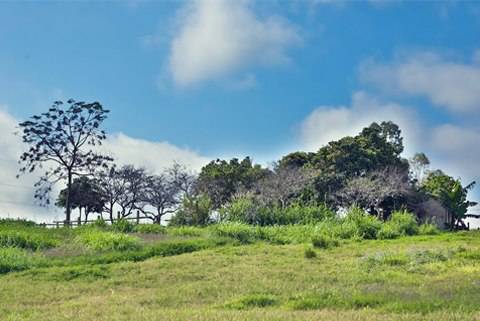 Hoa Cỏ Nở Trắng Cao Nguyên Mộc Châu - Ảnh 7