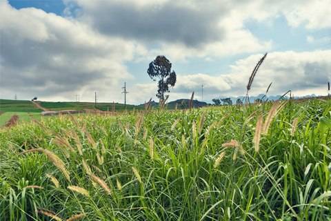 Hoa Cỏ Nở Trắng Cao Nguyên Mộc Châu - Ảnh 4