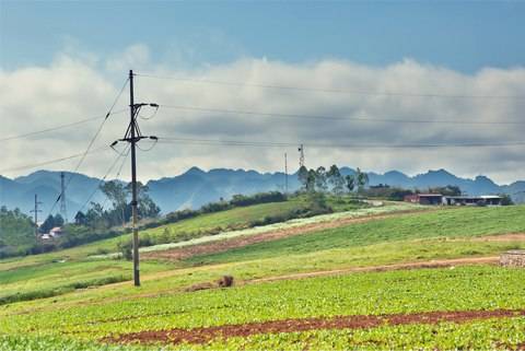 Hoa Cỏ Nở Trắng Cao Nguyên Mộc Châu - Ảnh 3