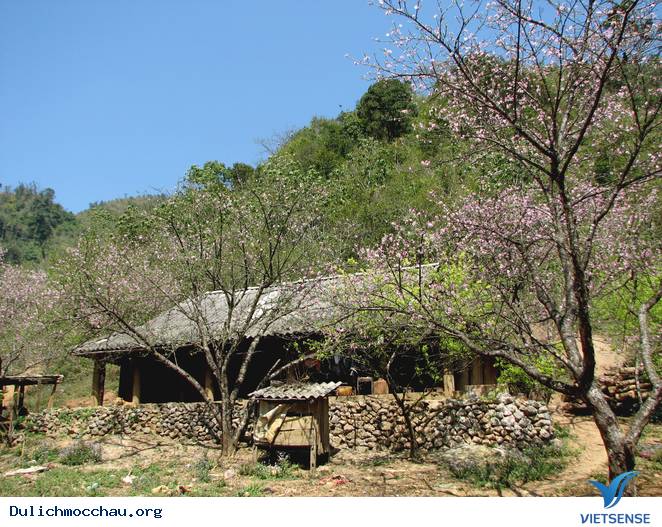 Hoa Đào Mộc Châu Nở Rộ Mùa Valentine - Ảnh 10