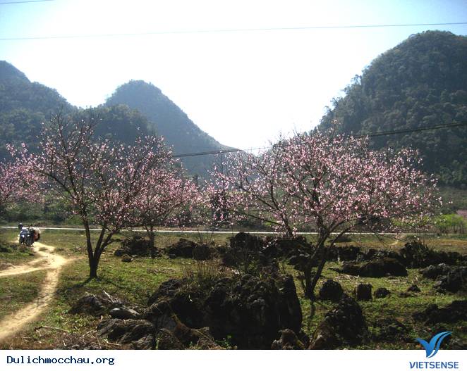 Hoa Đào Mộc Châu Nở Rộ Mùa Valentine - Ảnh 4