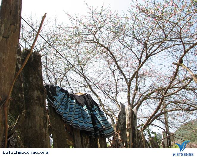 Hoa Đào Mộc Châu Nở Rộ Mùa Valentine - Ảnh 11