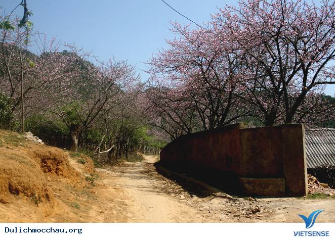 Hoa Đào Mộc Châu Nở Rộ Mùa Valentine - Ảnh 9