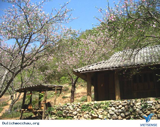 Hoa Đào Mộc Châu Nở Rộ Mùa Valentine - Ảnh 5