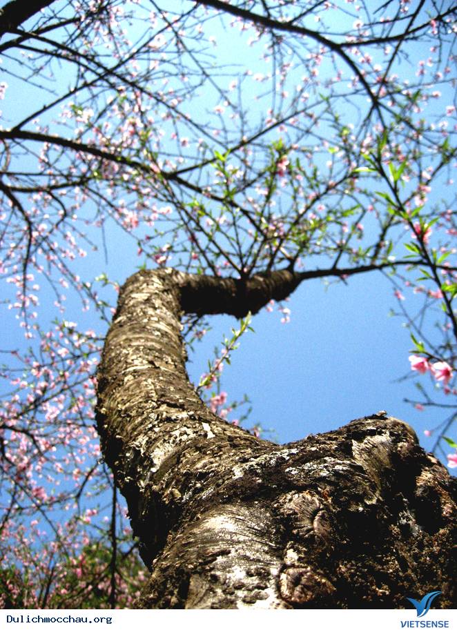 Hoa Đào Mộc Châu Nở Rộ Mùa Valentine - Ảnh 7