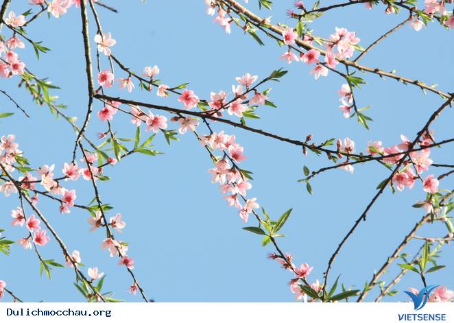 Hoa Đào Mộc Châu Nở Rộ Mùa Valentine - Ảnh 1