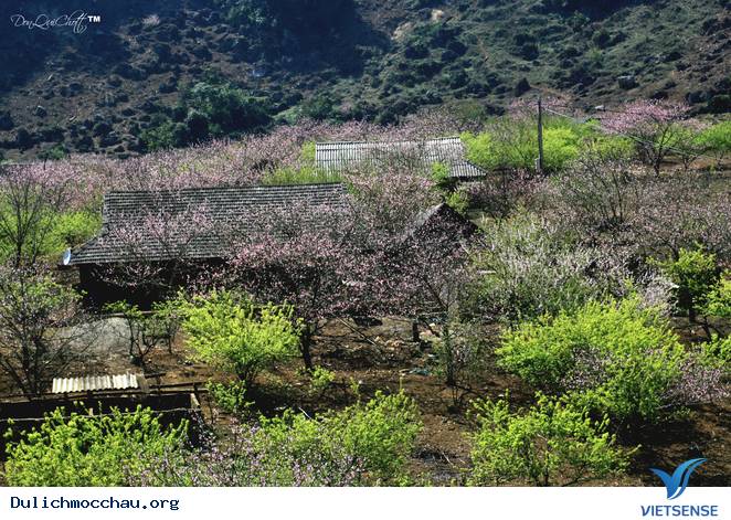 Hoa Đào Mộc Châu Nở Rộ Mùa Valentine - Ảnh 2