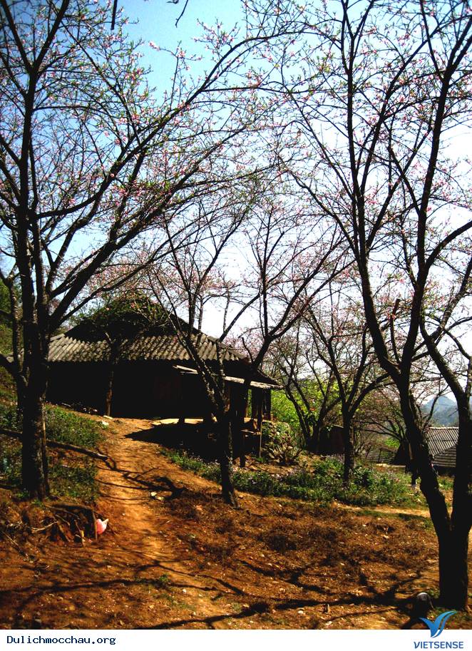 Hoa Đào Mộc Châu Nở Rộ Mùa Valentine - Ảnh 6