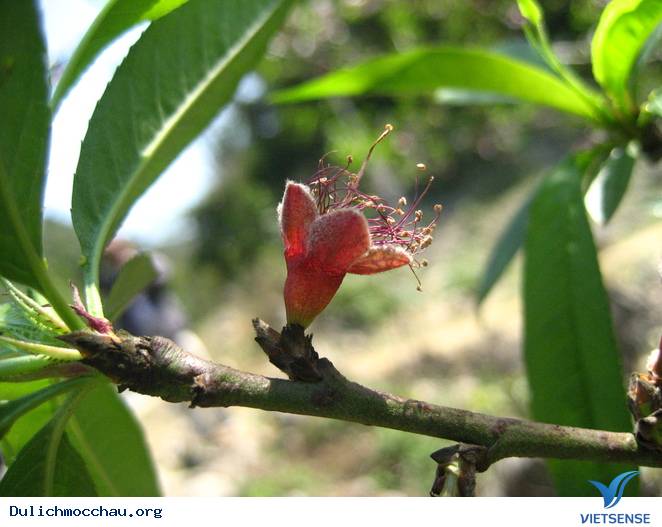 Hoa Đào Mộc Châu Nở Rộ Mùa Valentine - Ảnh 3