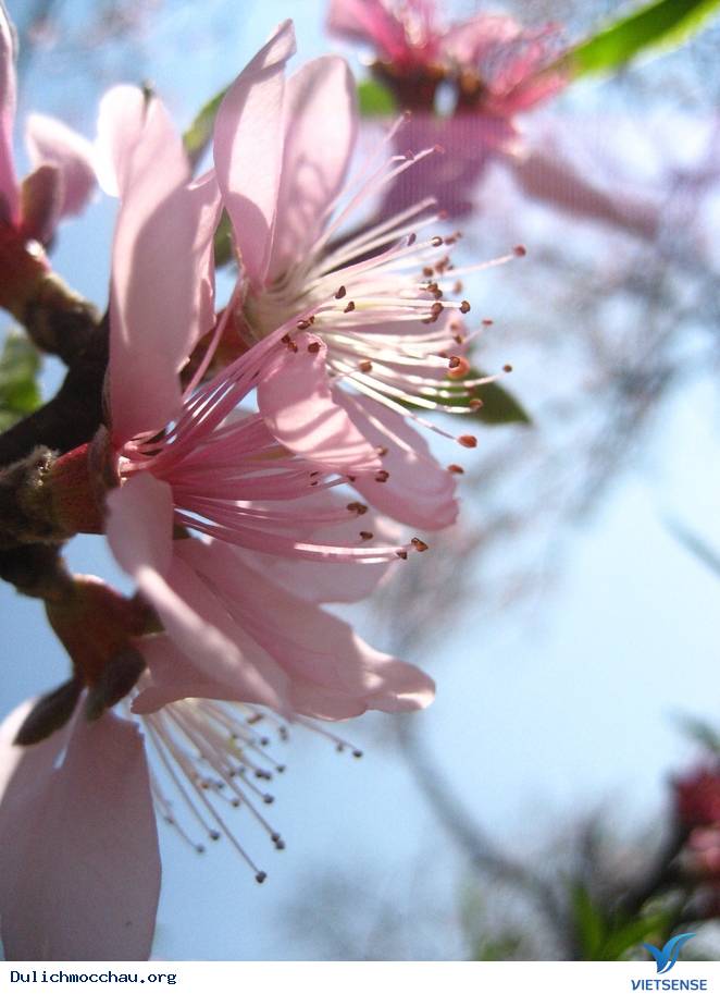 Hoa Đào Mộc Châu Nở Rộ Mùa Valentine - Ảnh 8