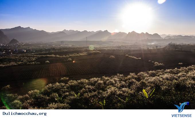 Hoa Mận Mộc Châu Bung Nở Đón Xuân Sang - Ảnh 2 Hoa Mận Mộc Châu Bung Nở Đón Xuân Sang - Ảnh 2