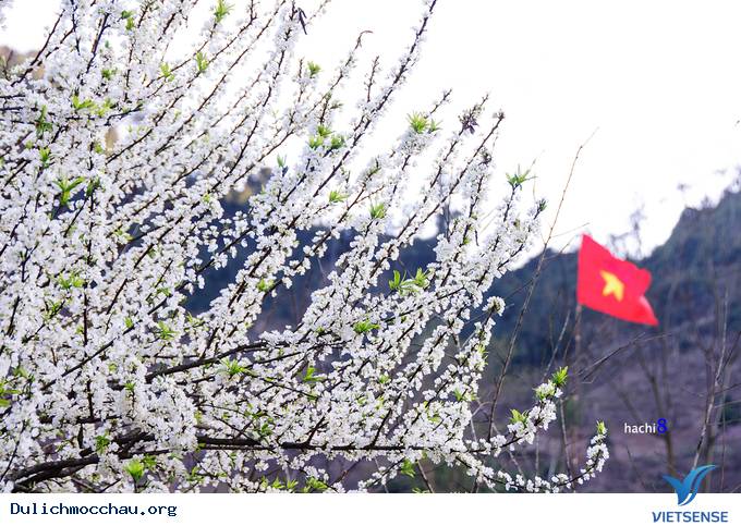 Hoa Mận Mộc Châu Bung Nở Đón Xuân Sang - Ảnh 1 Hoa Mận Mộc Châu Bung Nở Đón Xuân Sang - Ảnh 1