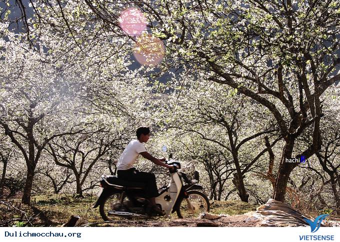 Hoa Mận Mộc Châu Bung Nở Đón Xuân Sang - Ảnh 5 Hoa Mận Mộc Châu Bung Nở Đón Xuân Sang - Ảnh 5