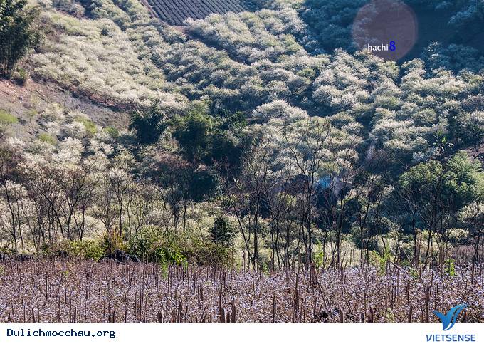 Hoa Mận Mộc Châu Bung Nở Đón Xuân Sang - Ảnh 4 Hoa Mận Mộc Châu Bung Nở Đón Xuân Sang - Ảnh 4