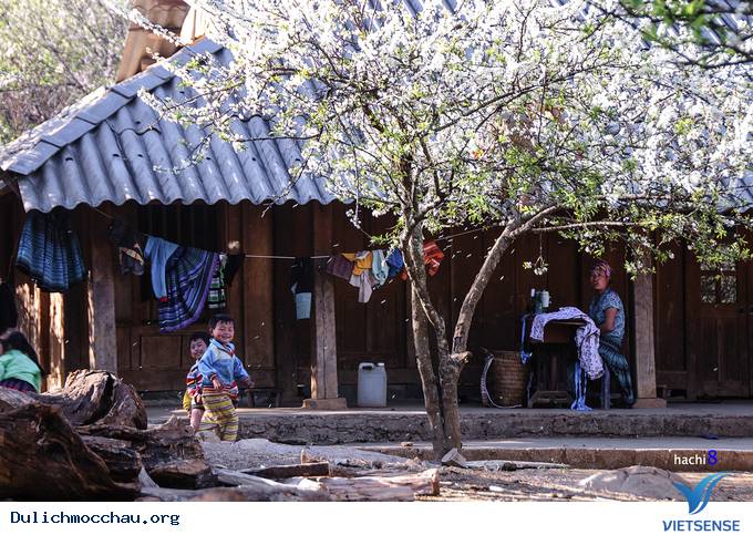 Hoa Mận Mộc Châu Bung Nở Đón Xuân Sang - Ảnh 9 Hoa Mận Mộc Châu Bung Nở Đón Xuân Sang - Ảnh 9