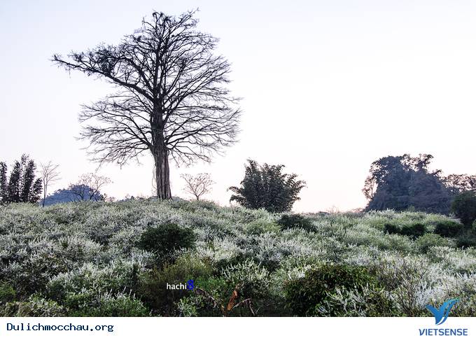 Hoa Mận Mộc Châu Bung Nở Đón Xuân Sang - Ảnh 8 Hoa Mận Mộc Châu Bung Nở Đón Xuân Sang - Ảnh 8