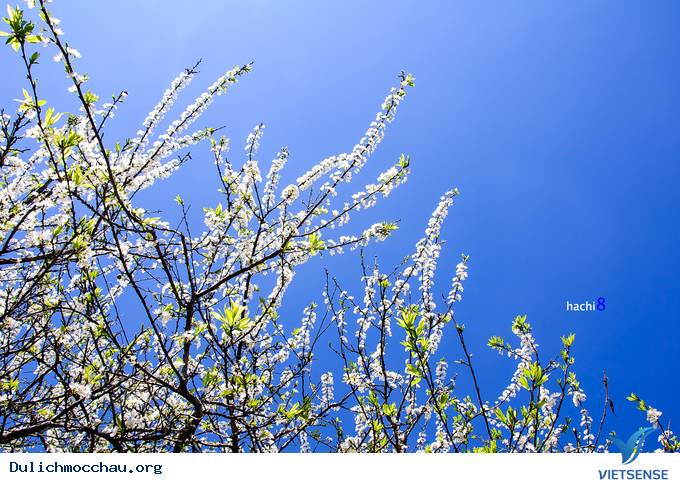 Hoa Mận Mộc Châu Bung Nở Đón Xuân Sang - Ảnh 3 Hoa Mận Mộc Châu Bung Nở Đón Xuân Sang - Ảnh 3