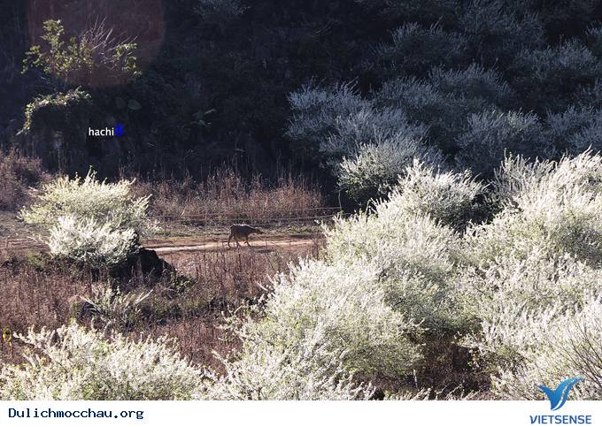 Hoa Mận Mộc Châu Bung Nở Đón Xuân Sang - Ảnh 7 Hoa Mận Mộc Châu Bung Nở Đón Xuân Sang - Ảnh 7